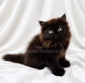 1-3 months Male Purebred Persian