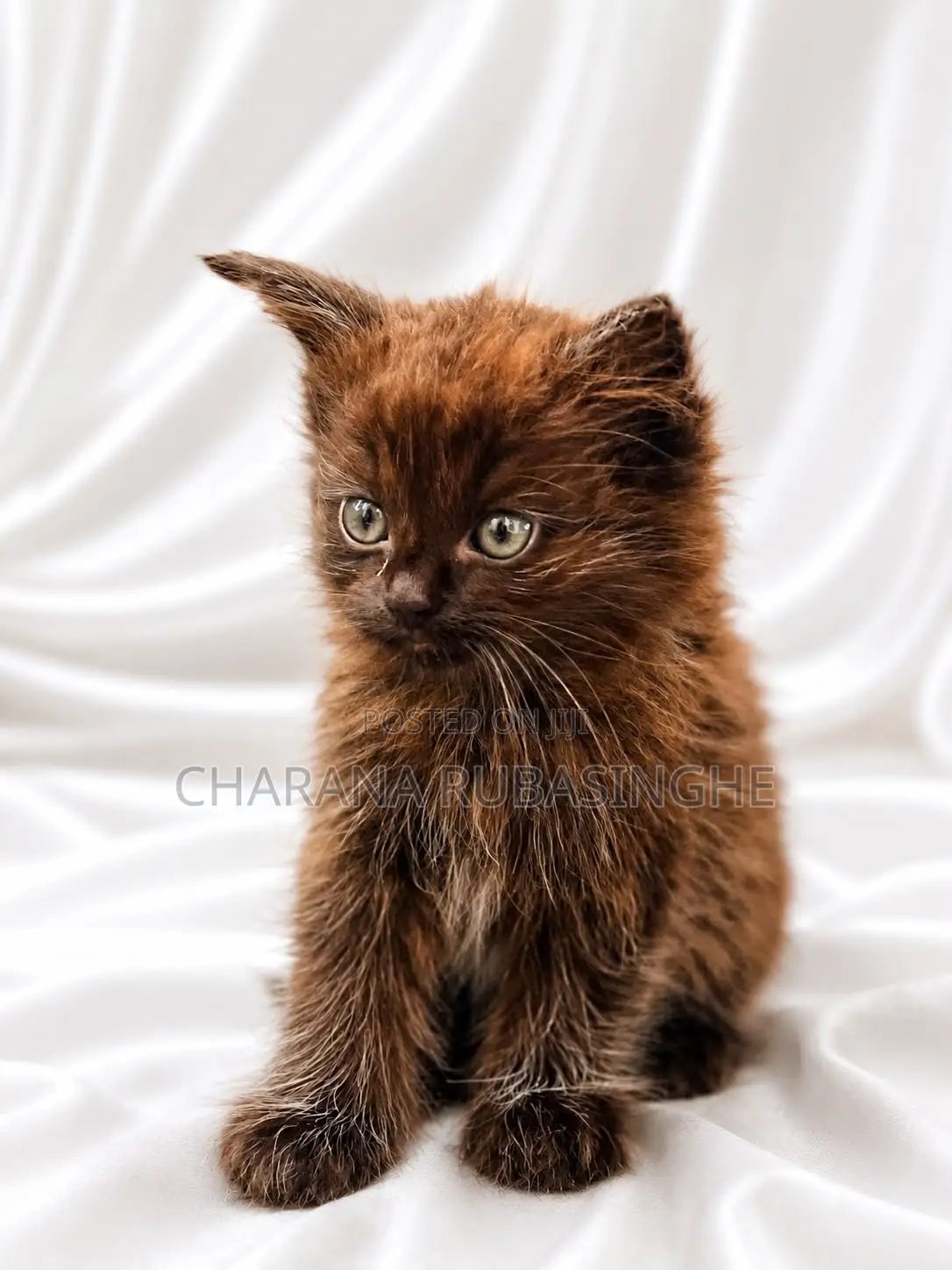 1-3 months Male Purebred Persian