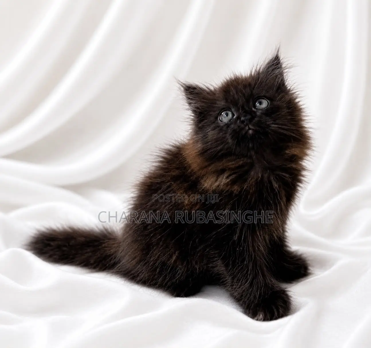 1-3 months Male Purebred Persian