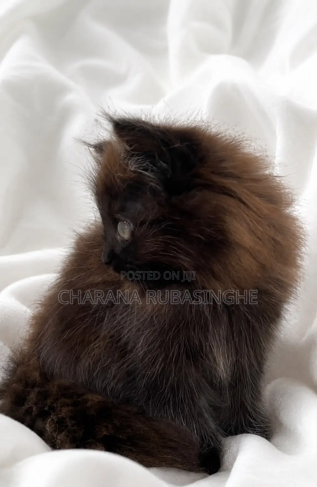 1-3 months Male Purebred Persian