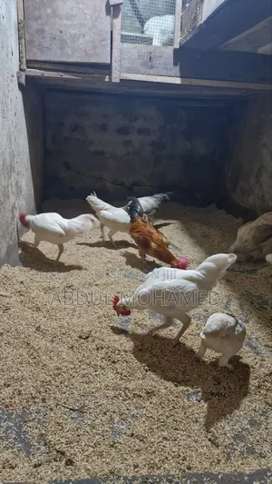 Bantam Chicken