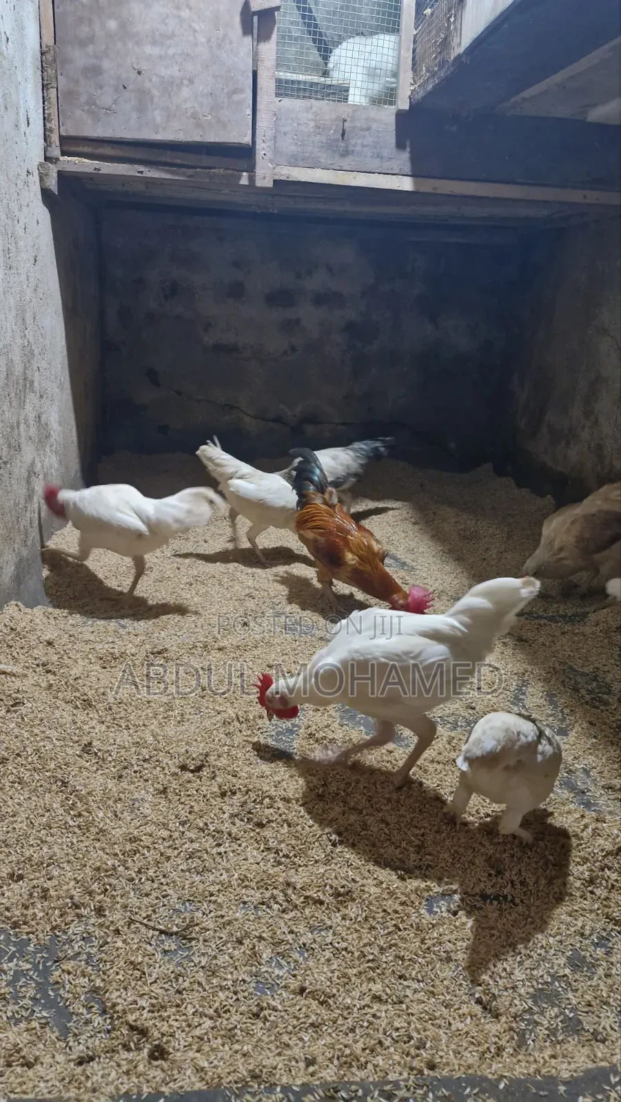 Bantam Chicken