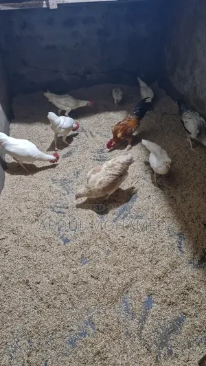 Bantam Chicken