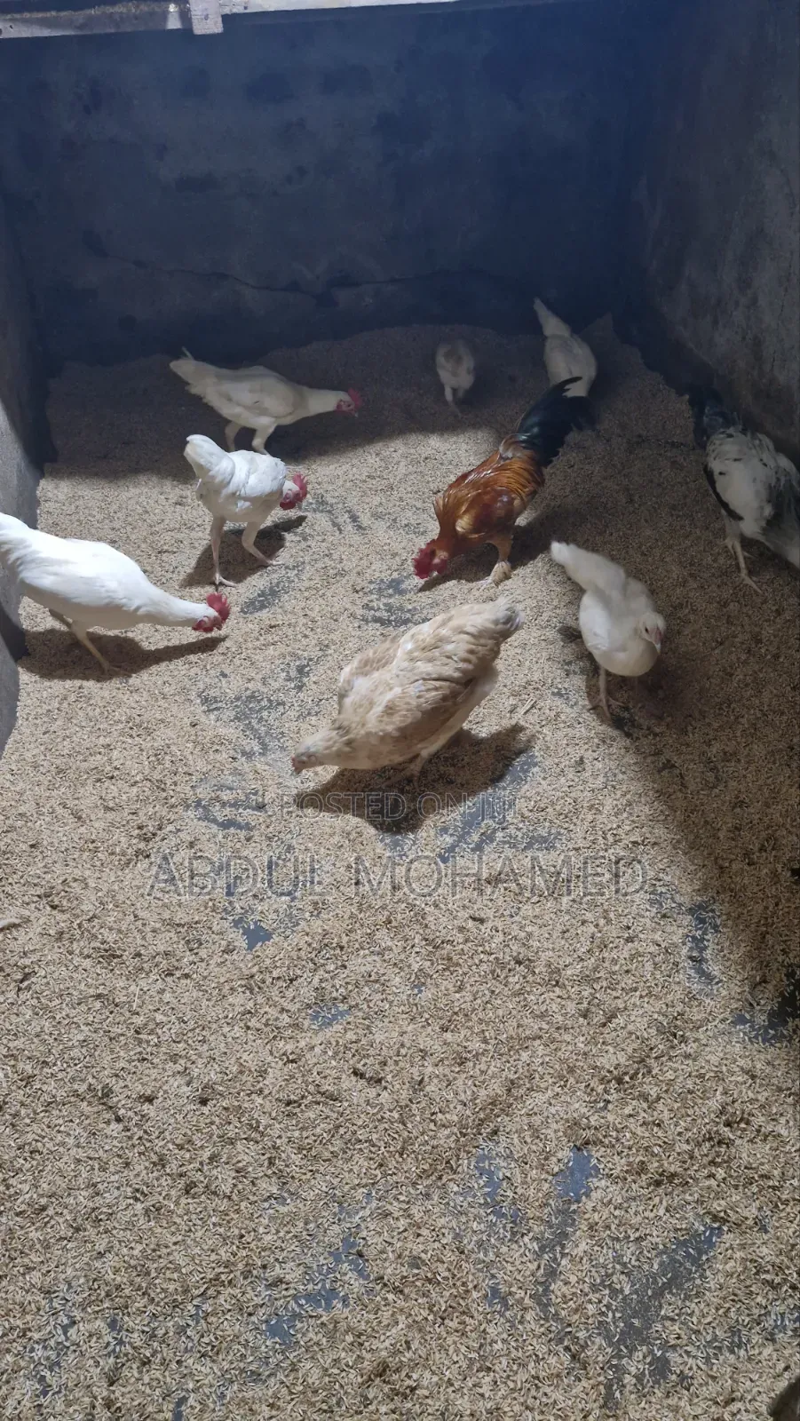 Bantam Chicken