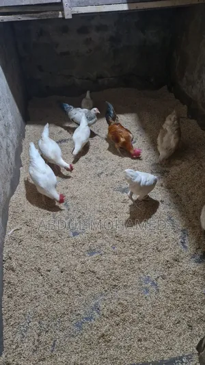 Bantam Chicken