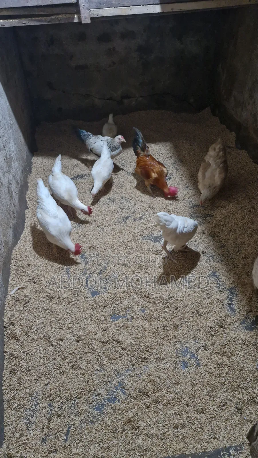 Bantam Chicken