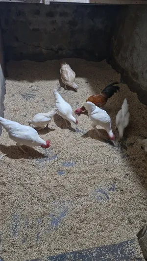 Bantam Chicken