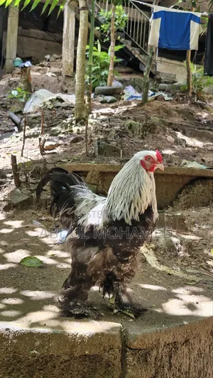 Brahma Pair