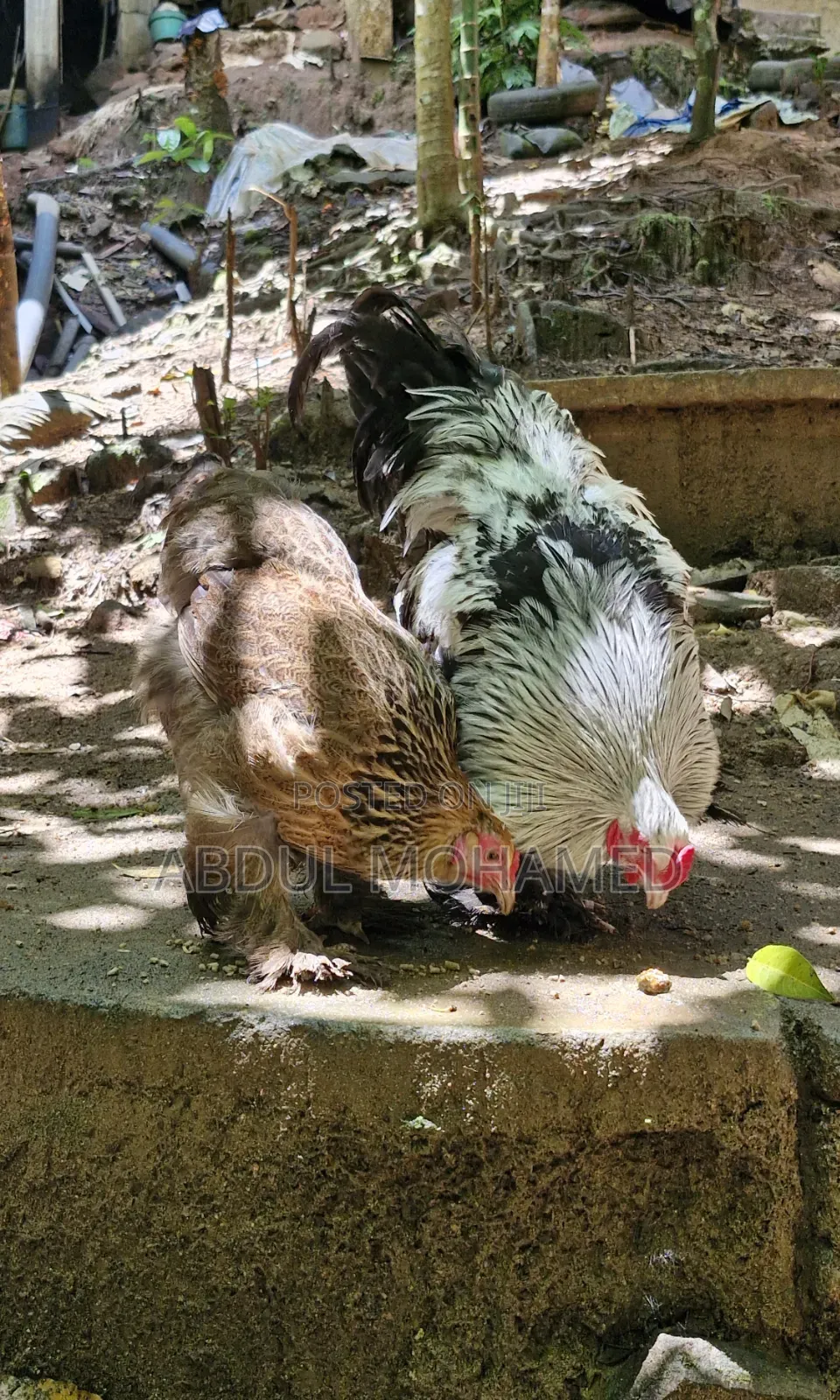 Brahma Pair