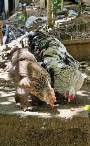 Brahma Pair
