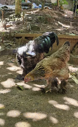 Brahma Pair