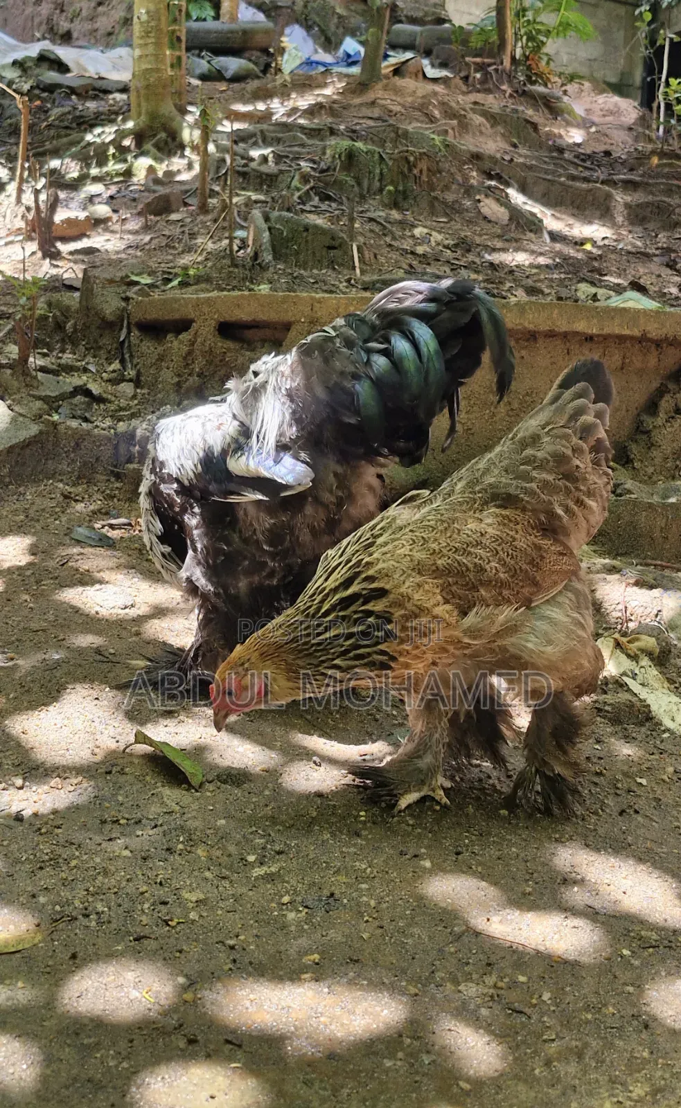 Brahma Pair