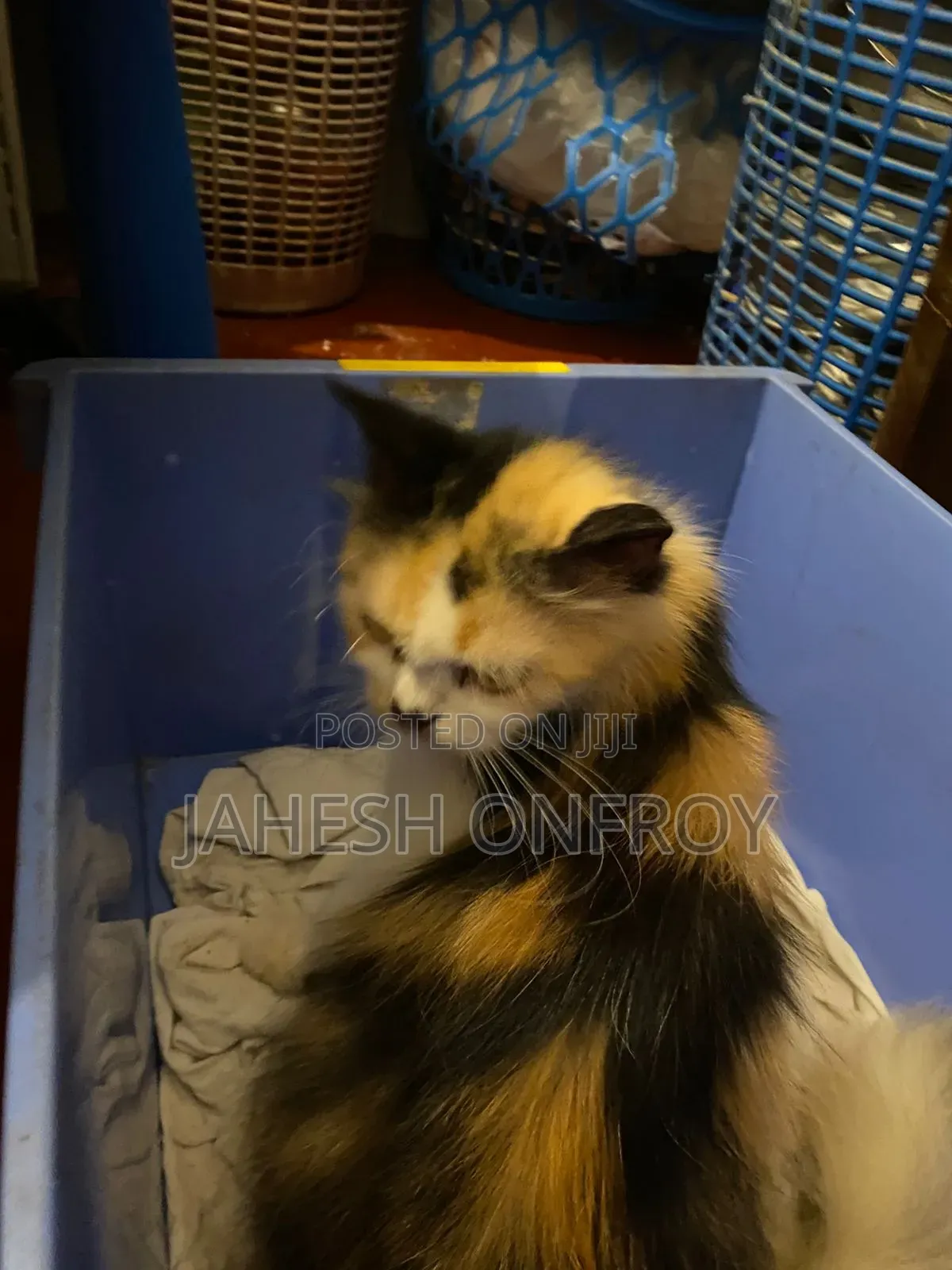 1+ year Female Purebred Exotic