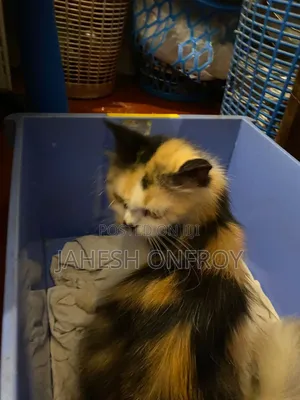 1+ year Female Purebred Exotic