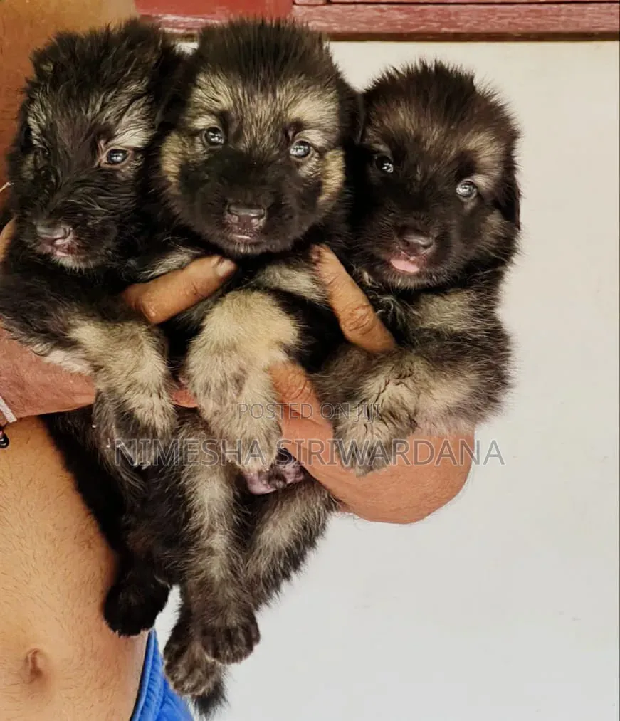 0-1 month Male Purebred German Shepherd
