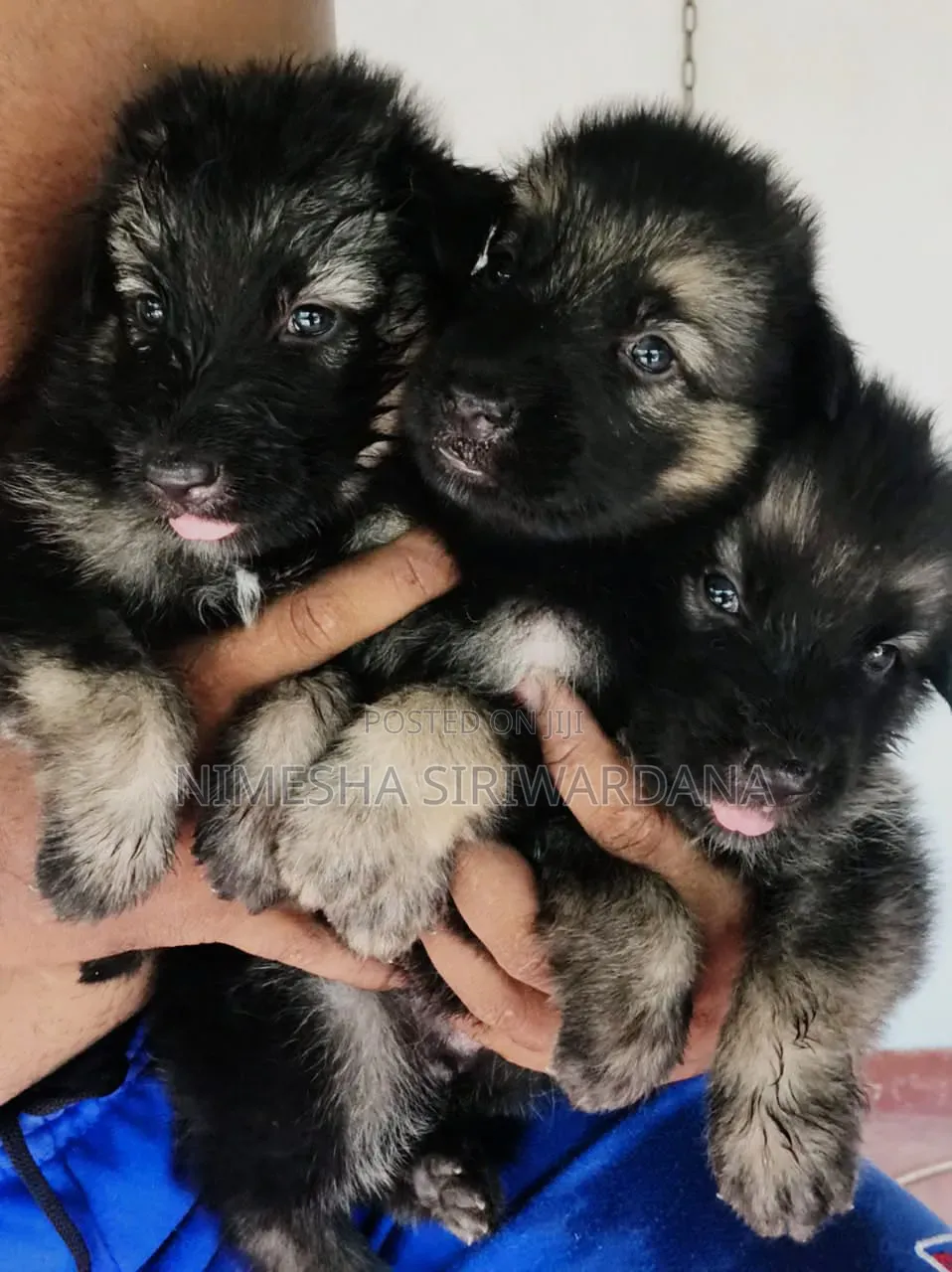 0-1 month Male Purebred German Shepherd