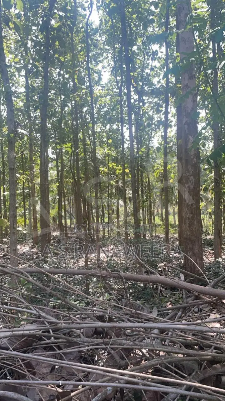 Commercial Land for Sale in Tanamalwila