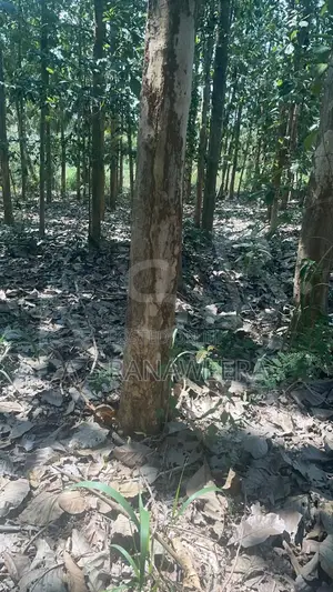 Commercial Land for Sale in Tanamalwila