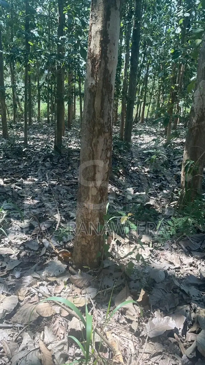 Commercial Land for Sale in Tanamalwila