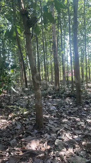 Commercial Land for Sale in Tanamalwila