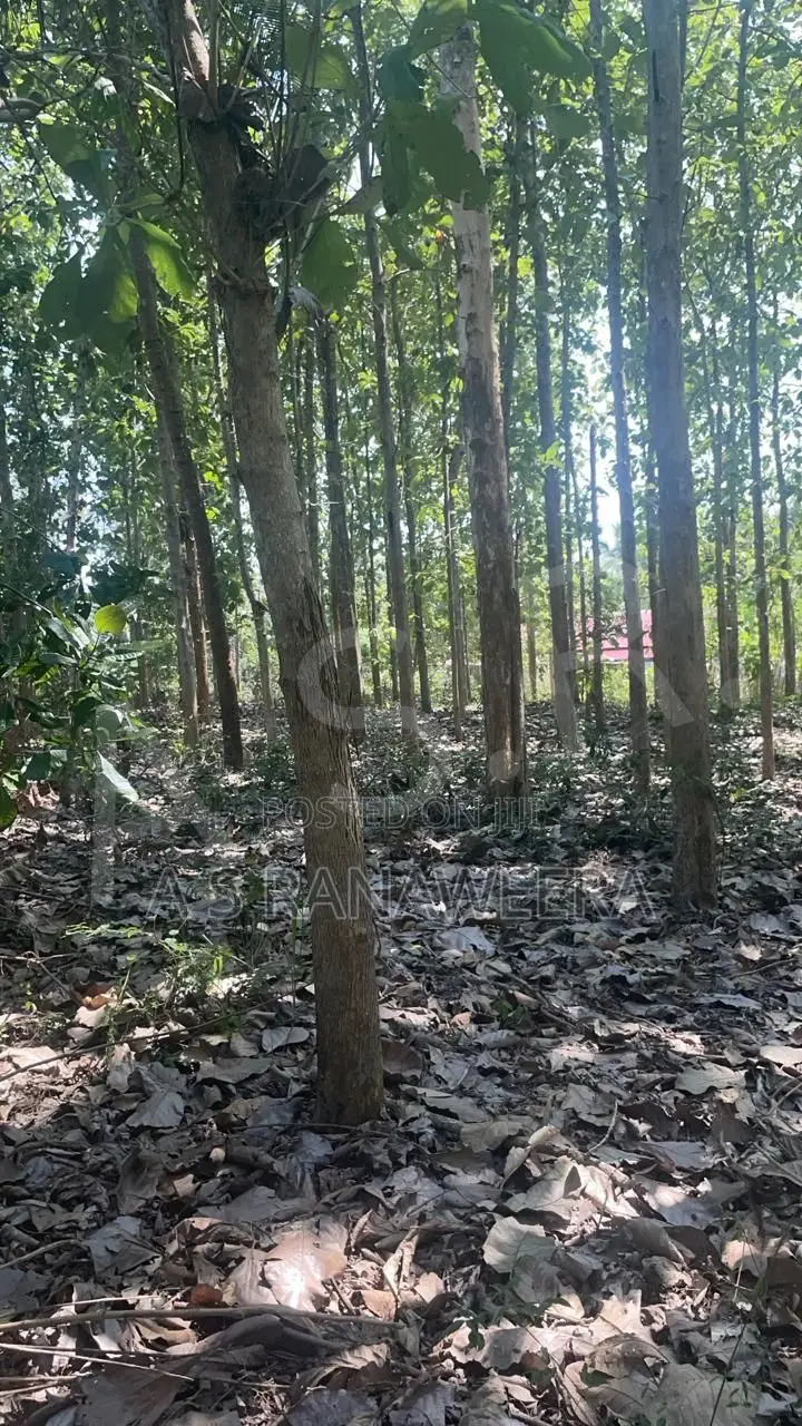 Commercial Land for Sale in Tanamalwila