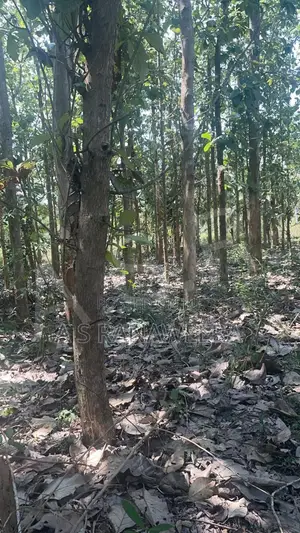 Commercial Land for Sale in Tanamalwila