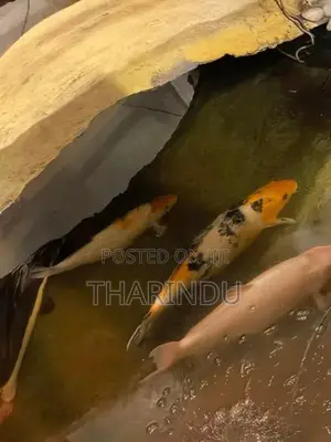 Fish - Koi Kaf Red Tail Catfish