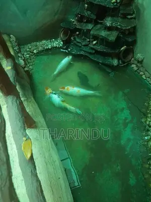 Fish - Koi Kaf Red Tail Catfish