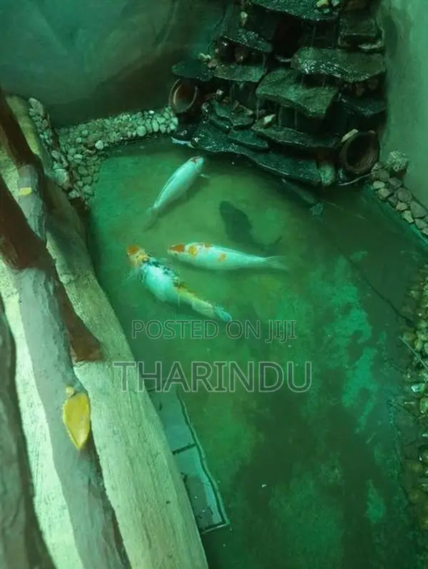Fish - Koi Kaf Red Tail Catfish