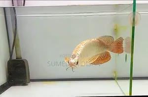Golden Crossback Arowana