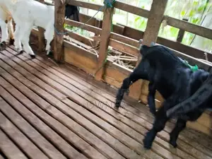 Jamunapari Goat Kids