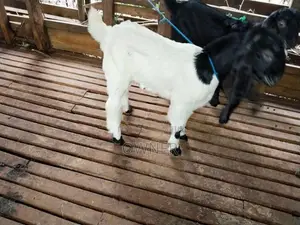 Jamunapari Goat Kids