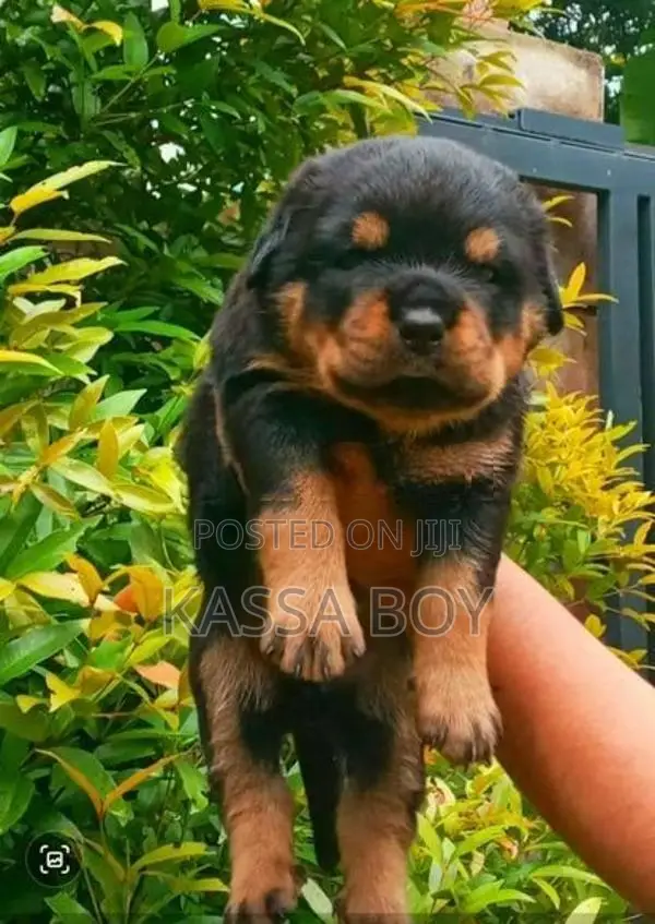 German Shepherd Puppies
