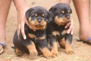 German Shepherd Puppies