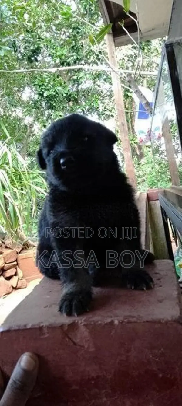 German Shepherd Puppies