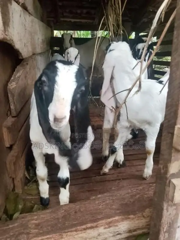 Jamnapari Goat
