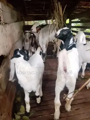 Jamnapari Goat