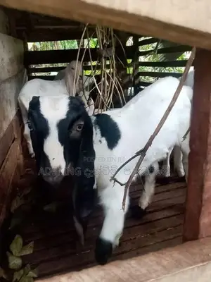 Jamnapari Goat