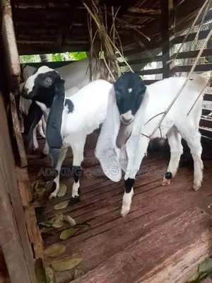 Jamnapari Goat
