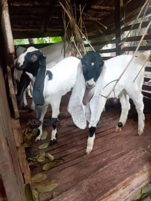Jamnapari Goat