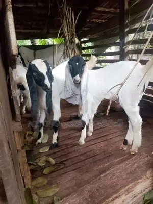 Jamnapari Goat