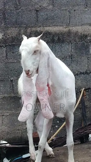 Jamnapari Goats
