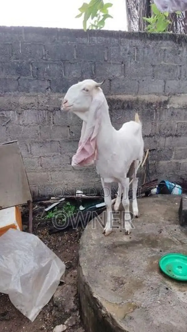 Jamnapari Goats