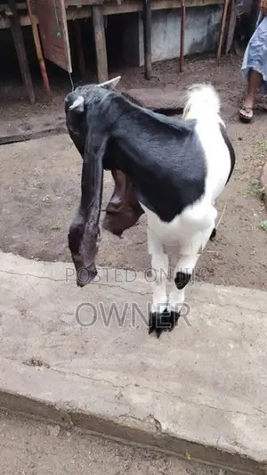 Jamnapari Goats