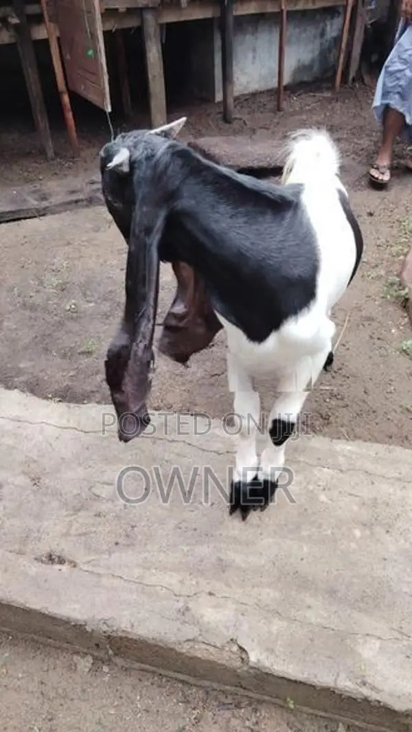 Jamnapari Goats