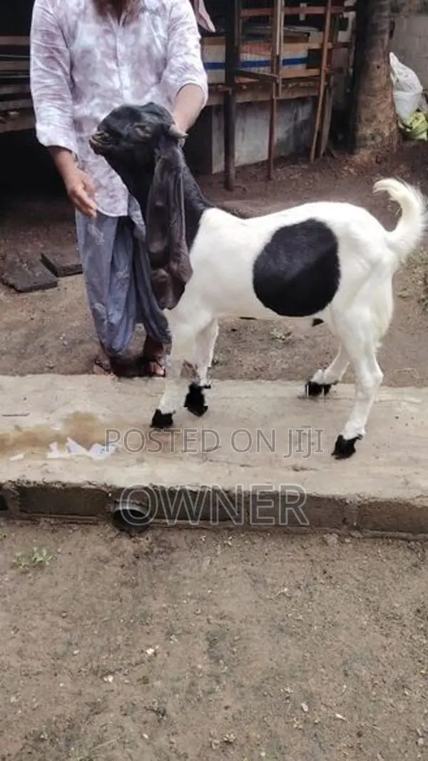 Jamnapari Goats