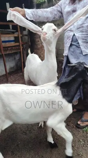 Jamnapari Goats