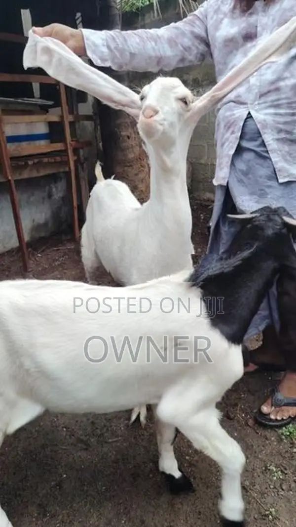 Jamnapari Goats
