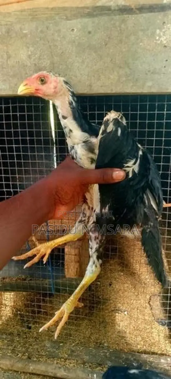 Shamo Male Rooster