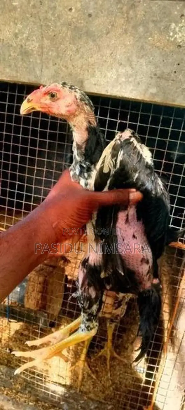Shamo Male Rooster